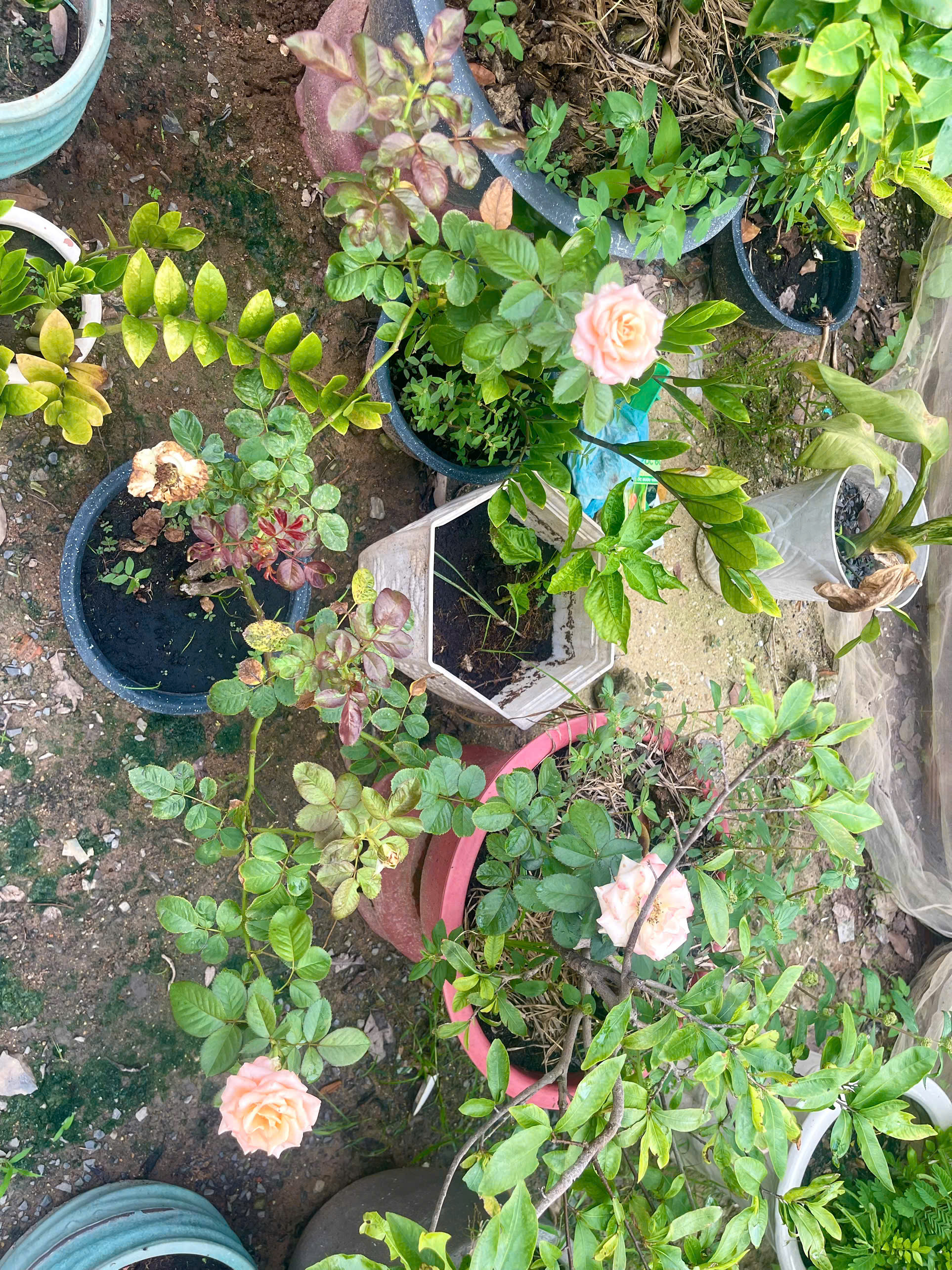 Trồng hoa